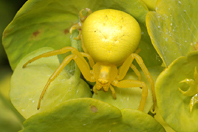 Misumena vatia